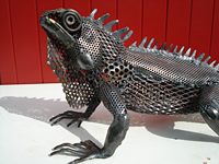 iguane03.jpg